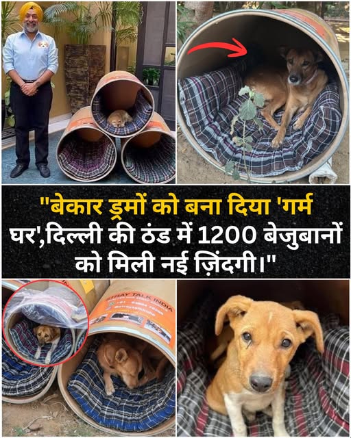 माणुसकीचा जिवंत आदर्श: दिल्लीच्या कडाक्याच्या थंडीत हजारो निराधार कुत्र्यांसाठी उबदार आशियाने