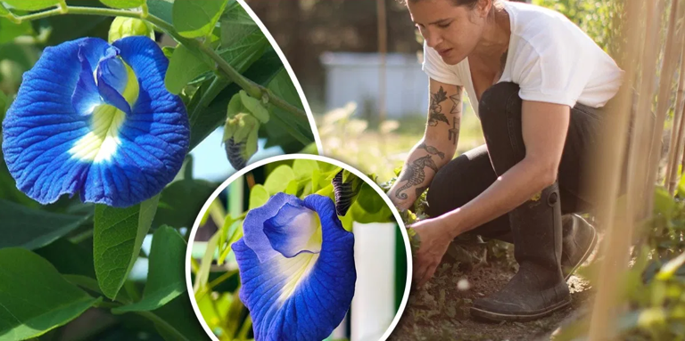 अपराजिता वनस्पती: घराच्या बागेसाठी सौंदर्य आणि आरोग्याचा संगम