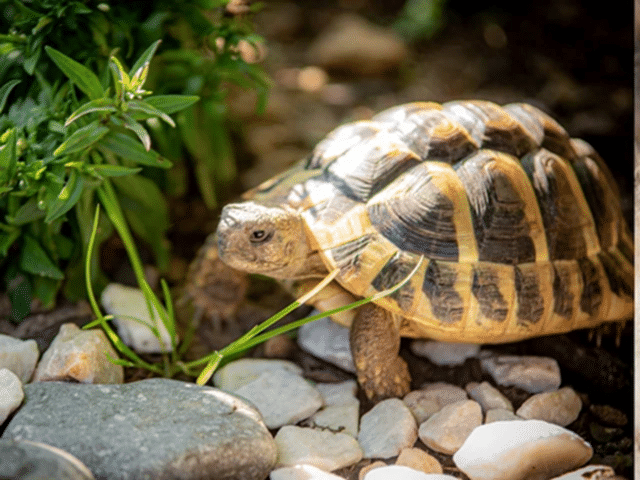  वास्तुशास्त्रानुसार कासवाचे महत्त्व आणि योग्य उपयोग