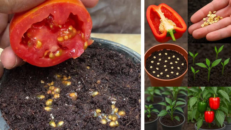 फ्रिजमधील उरलेल्या भाज्या फेकू नका! त्यांच्यापासूनच घरच्या घरी तयार करा सुंदर किचन गार्डन