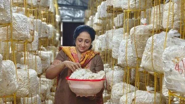 अवघ्या ₹२५० पासून व्यवसायाची सुरुवात! केरळमधील दाम्पत्याची मशरूम शेतीतून ₹८० ते ₹९० लाखांच्या वार्षिक उलाढालीपर्यंत झेप