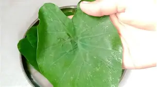 अळूच्या पानांमुळे होणारी खाज: कारणे आणि सोपे, घरगुती उपाय