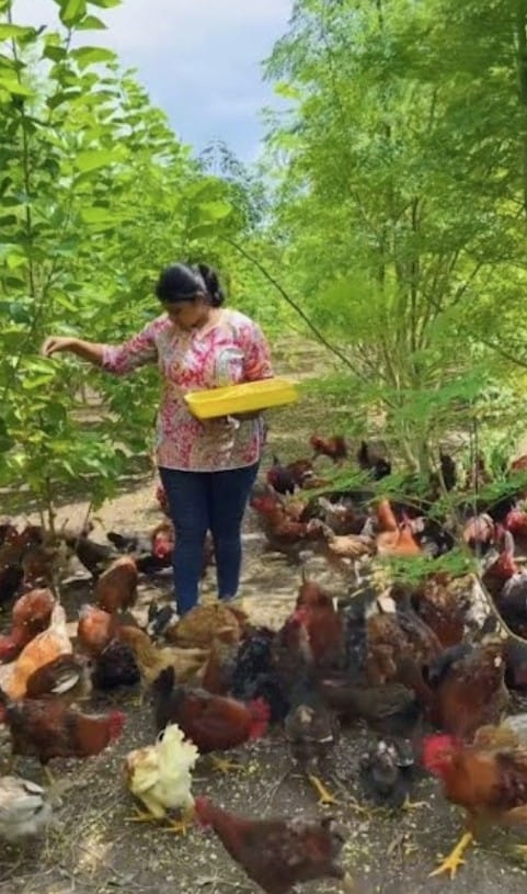 जालना जिल्ह्यातील प्रेरणादायी यशोगाथा : अंकिता मोरे पाटील आणि दुधना पोल्ट्री फार्म. संकलन: डॉ अंजली जाधव