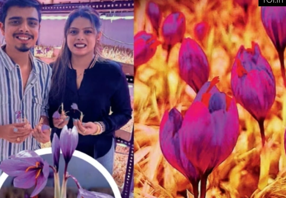 टेक्नॉलॉजी आणि मेहनतीच्या जोरावर यशस्वी केशर शेती – नागपूरच्या दिव्या आणि अक्षय होले यांची प्रेरणादायी कहाणी