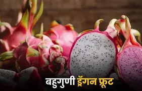 ड्रॅगन फ्रूट (पिताया): आरोग्यदायी आहारातली रंगीबेरंगी जोडणी!