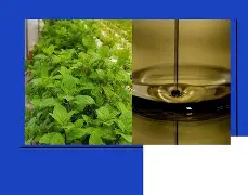 पुदिन्याचे केसांसाठी ५ जबरदस्त फायदे – नैसर्गिक टॉनिक तुमच्या केसांसाठी! 