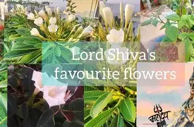 श्रावण शिवरात्रीनिमित्त महादेवाला प्रिय असलेली ७ 
