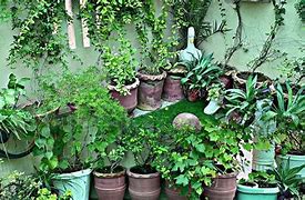 पावसाळा: बागकामासाठी निसर्गाची हिरवी झेंडी!