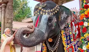 महादेवी हत्तीणीला नांदणी मठात परत आणण्यासाठी राज्य शासनाचा पुढाकार