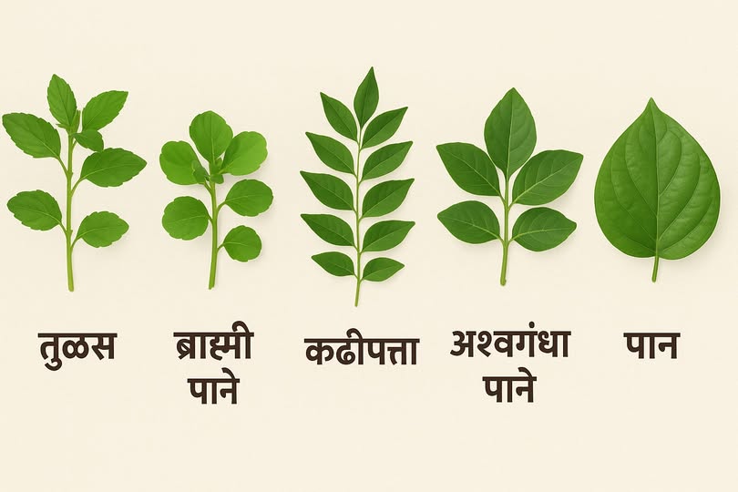 रक्तदाब संतुलित ठेवणारी नैसर्गिक पाने