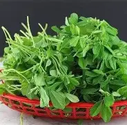 मेथी पानांचे अद्भुत आरोग्यदायी फायदे