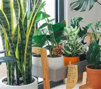 घरातील हवा शुद्ध करणारे आणि सकारात्मक ऊर्जा वाढवणारे ६ घरगुती इनडोअर झाडे