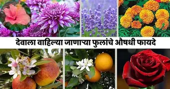सौंदर्यापासून आरोग्यापर्यंत: खाण्यायोग्य फुलांचे सात आश्चर्यकारक फायदे 
