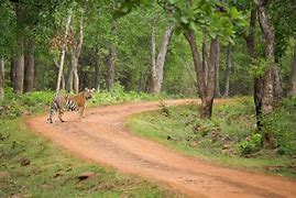 'अफ्रिकन सफारी' आता नागपूरमध्ये!