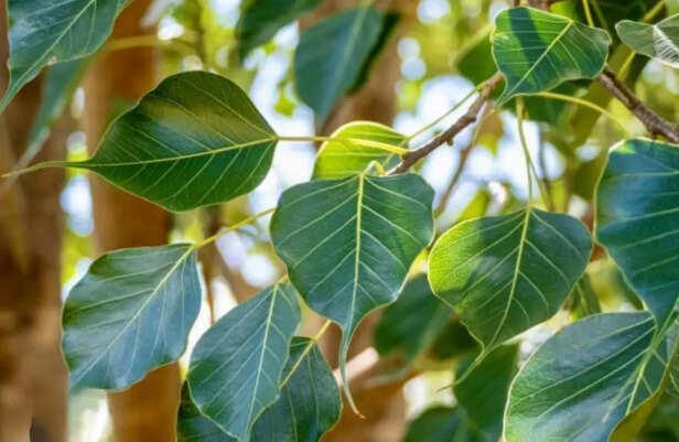  पीपळाचे झाड: निसर्ग व सनातनतेला जोडणारा पवित्र सेतू 