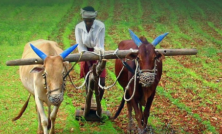 शेतकऱ्याचा सन्मान — आपल्या अन्नाचा खरा आधार