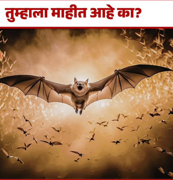  रात्रीचे शांत रक्षक – वटवाघुळे 