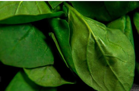 कच्चा पालक खाणे का टाळावे? जाणून घ्या तज्ज्ञांचे मत