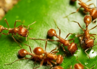 मुंग्यांची शहाणपणाची साठवणूक: निसर्गातील एक अद्भुत रहस्य
