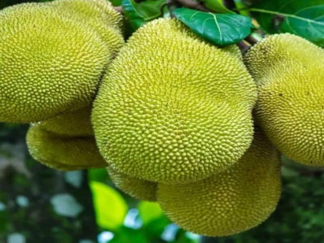 फणस कापा की बरका? ओळखण्यासाठी फक्त सहा टिप्स अंदाज चुकणार नाही गरे खा पोटभर...