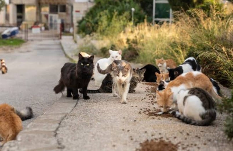 माझी तुर्की ची सफर : तुर्की मधील सार्वजनिक मांजरे : डॉ अंजली जाधव, ठाणे