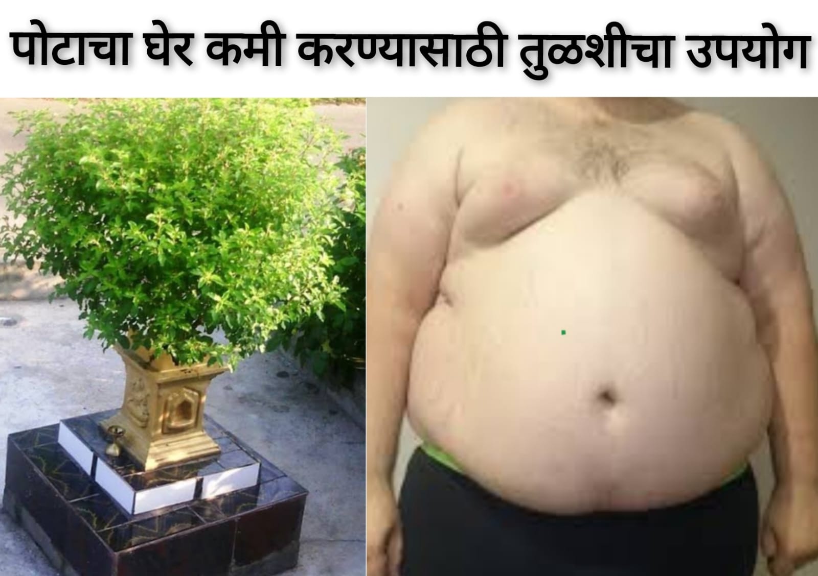 तुळस: पोटाची चरबी कमी करण्यासाठी एक नैसर्गिक उपाय?