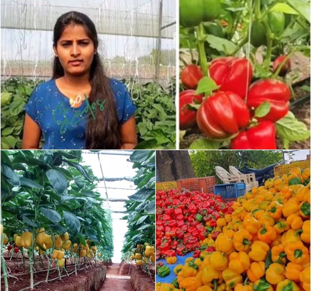 जिद्दीची कहाणी : प्रणिता वामन – बेल पेपर शेतीतील क्रांती